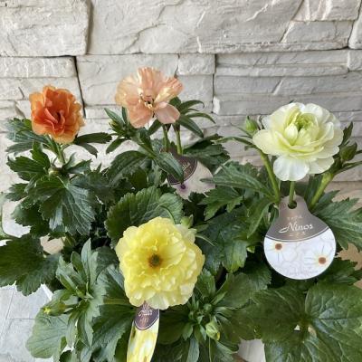 ラナンキュラス ラックス（花、ガーデニング）のおすすめ人気商品一覧