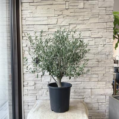 オリーブの木のおすすめ人気商品一覧 通販 - Yahoo!ショッピング