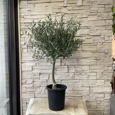 オリーブの木 シプレッシーノのおすすめ人気商品一覧 通販 - Yahoo