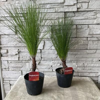 大王松の商品一覧 通販 - Yahoo!ショッピング