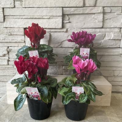 ガーデンシクラメン 寄せ植えのおすすめ人気商品一覧 通販 - Yahoo