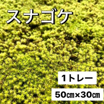 スナゴケのおすすめ人気商品一覧 通販 - Yahoo!ショッピング
