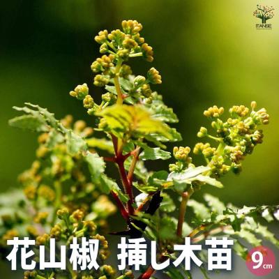 花山椒(花、ガーデニング)の商品一覧 通販 - Yahoo!ショッピング 花山椒(花、ガーデニング)の商品一覧 通販 - Yahoo!ショッピング