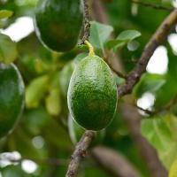 アボカド メキシコーラ 【果樹の苗木 4.5号ロングポット／1個売り】 | shopooo by GMO