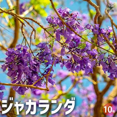 ジャカランダの花のおすすめ人気商品一覧 通販 - Yahoo!ショッピング