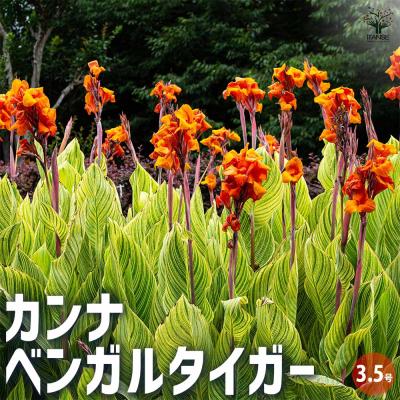 カンナ 花 品種の商品一覧 通販 - Yahoo!ショッピング