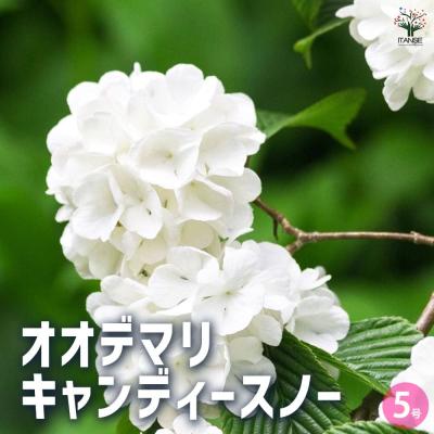 オオデマリの商品一覧 通販 - Yahoo!ショッピング