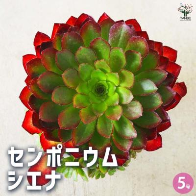 センペルビウム種のおすすめ人気商品一覧 通販 - Yahoo!ショッピング