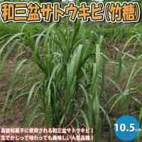 和三盆サトウキビ(竹糖)【果樹苗 10.5cmポット／1個】 | shopooo by GMO
