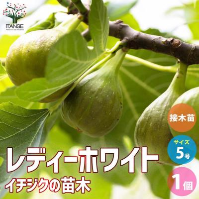 イチジク レディグレイの商品一覧 通販 - Yahoo!ショッピング