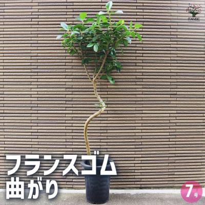 フランスゴムの木 5号鉢の商品一覧 通販 - Yahoo!ショッピング