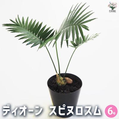 ソテツ ディオーンのおすすめ人気商品一覧 通販 - Yahoo!ショッピング