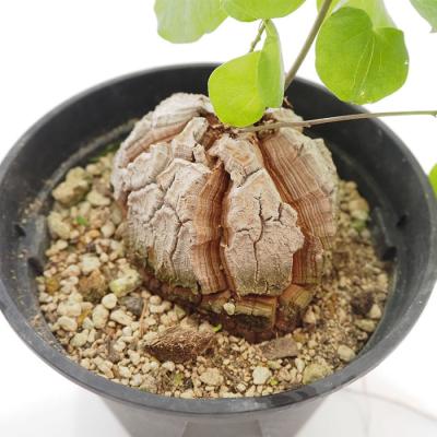 多肉植物 ハート型のおすすめ人気商品一覧 通販 - Yahoo
