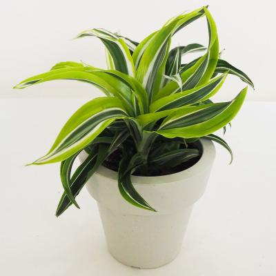 牛乳植物 カーリー 迦梨女神 子株活着済 2026年1月】ホヤ カーリーの