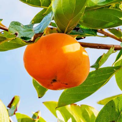 柿 苗木 苗 富有(柿）《果樹苗》富有柿 無農薬 富有柿 苗木