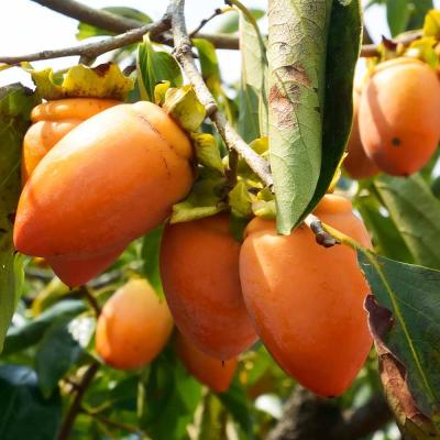 筆柿（果樹の苗、苗木）｜苗木、植木 | 花、ガーデニング のおすすめ