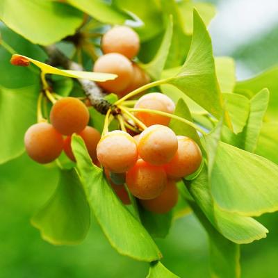 銀杏（苗木、植木） | 花、ガーデニング のおすすめ人気商品一覧 通販