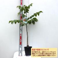 くるみの苗木 菓子クルミ【果樹苗 2年生 実生苗15cmポット／1個】 | shopooo by GMO