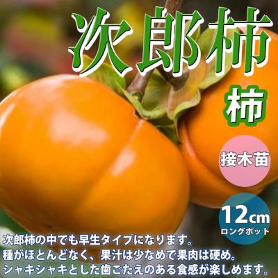 前川次郎柿のおすすめ人気商品一覧 通販 - Yahoo!ショッピング