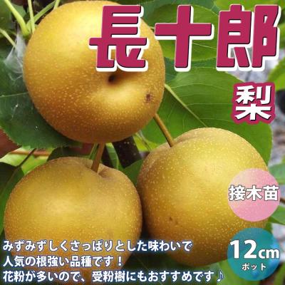 梨 あきづき（果樹の苗、苗木）｜苗木、植木 | 花、ガーデニング の