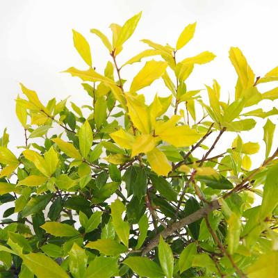 サニーフォスターのおすすめ人気商品一覧 通販 - Yahoo!ショッピング