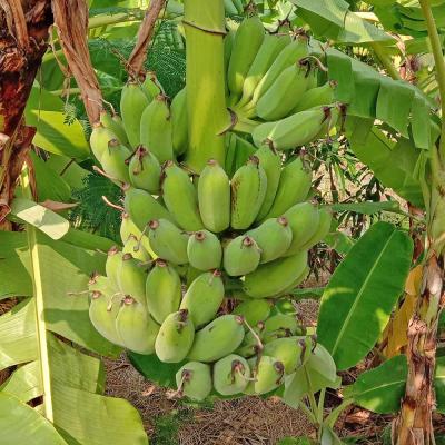 バナナ 苗 耐寒性のおすすめ人気商品一覧 通販 - Yahoo!ショッピング