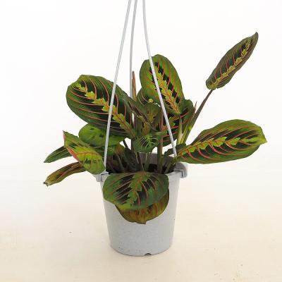 観葉植物 マランタのおすすめ人気商品一覧 通販 - Yahoo!ショッピング