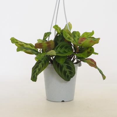 観葉植物 マランタのおすすめ人気商品一覧 通販 - Yahoo!ショッピング