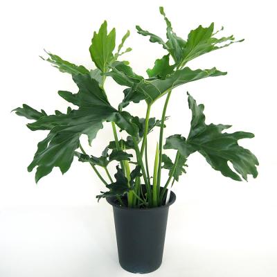 セローム（観葉植物） | 花、ガーデニング のおすすめ人気商品一覧