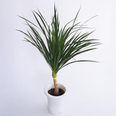 ドラセナ カンボジアーナ 【観葉植物 7号／1個売り】 : shopooo by GMO