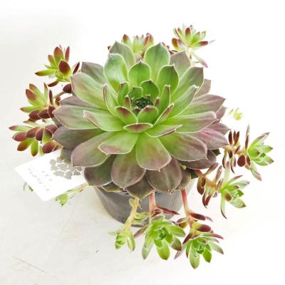 センペルビウム種のおすすめ人気商品一覧 通販 - Yahoo!ショッピング