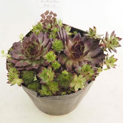 センペルビウムのおすすめ人気商品一覧 通販 - Yahoo!ショッピング