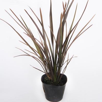 ニューサイラン…（花、ガーデニング）のおすすめ人気商品一覧 通販