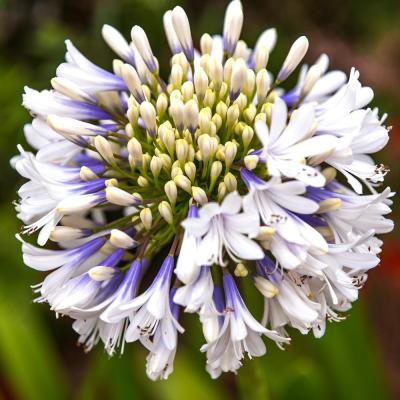 アガパンサス苗（花、ガーデニング）のおすすめ人気商品一覧 通販