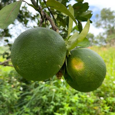 スウィーティー（苗木、植木） | 花、ガーデニング のおすすめ人気商品