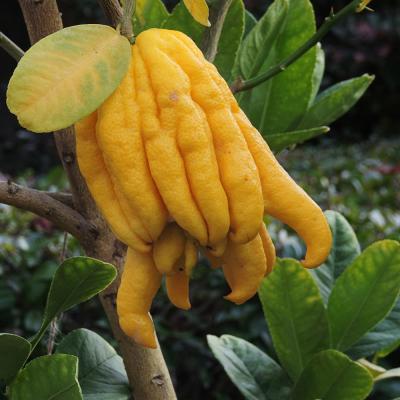 仏手柑のおすすめ人気商品一覧 通販 - Yahoo!ショッピング