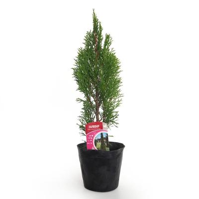 庭木 常緑樹 2m（コニファー、針葉樹）｜苗木、植木 | 花