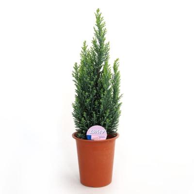 パク♡ニオイヒバ　抜き苗 パク様専用♡ニオイヒバ 抜き苗