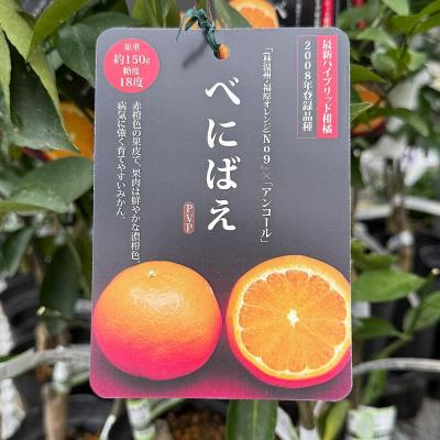 べにばえ みかんのおすすめ人気商品一覧 通販 - Yahoo!ショッピング