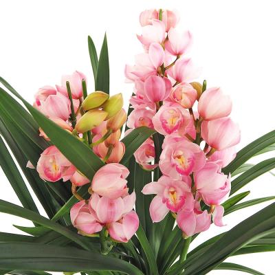 シンビジュームのおすすめ人気商品一覧 通販 - Yahoo!ショッピング