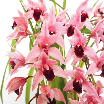 シンビジュームのおすすめ人気商品一覧 通販 - Yahoo!ショッピング