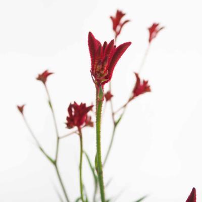 カンガルーポーのおすすめ人気ランキングTOP100 - Yahoo!ショッピング