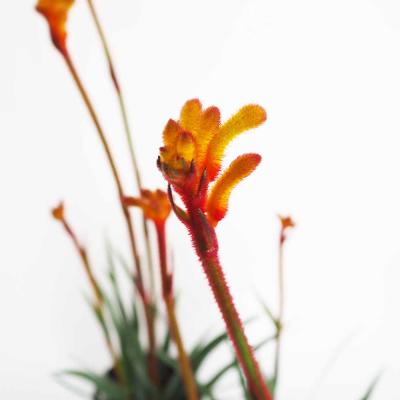 カンガルーポーのおすすめ人気商品一覧 通販 - Yahoo!ショッピング