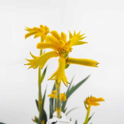 カンガルーポーのおすすめ人気ランキングTOP100 - Yahoo!ショッピング