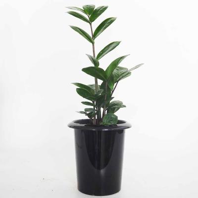 ザミオクルカスのおすすめ人気ランキングTOP100 - Yahoo!ショッピング