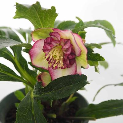 クリスマスローズ　開花株　3.5寸 　大木ナーセリー　HOPPY ホットマン セール クリスマスローズ 開花株 3.5寸 大木ナーセリー
