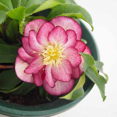 クリスマスローズ ピンクニゲル（花の苗）｜苗 | 花、ガーデニング の