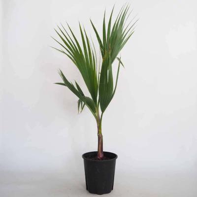 ワシントンヤシ（観葉植物） | 花、ガーデニング の商品一覧 通販