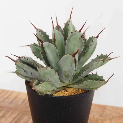 アガベパリー（サボテン、多肉植物） | 花、ガーデニング のおすすめ