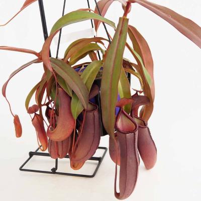 ネペンテス ventricosaの商品一覧 通販 - Yahoo!ショッピング
